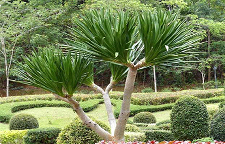 Huyết Giác (Dracaena cambodiana)